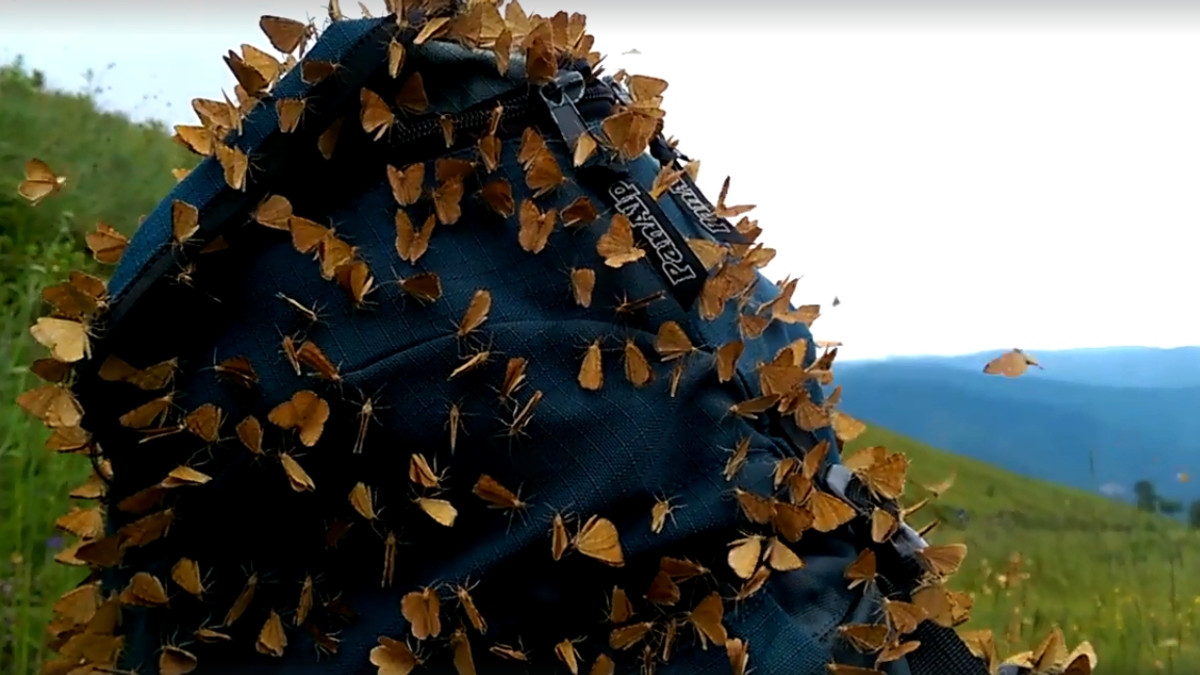 Чоловіка у Карпатах "атакували" метелики - фото 1