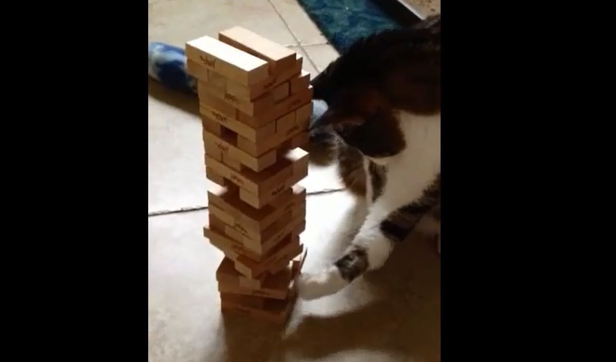 Весела гра з котом стала хітом мережі