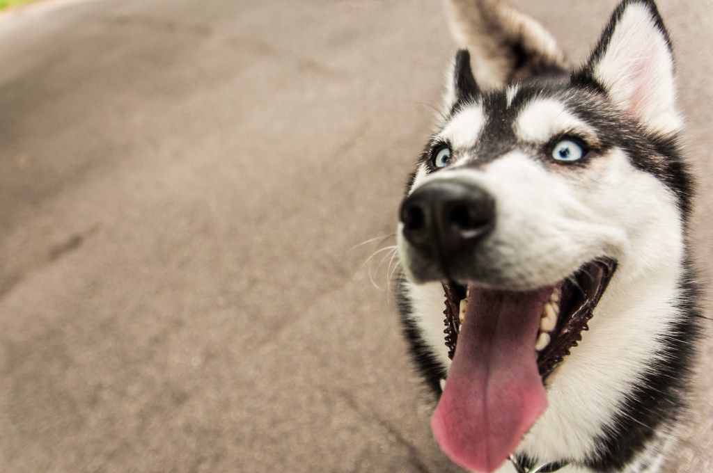 "Зламаний" собака став зіркою мережі