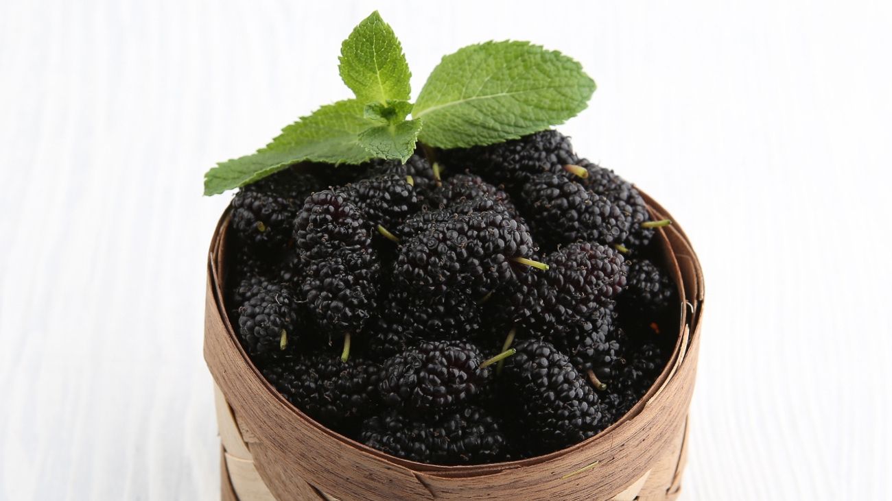 Шовковиця: корисні властивості ягід