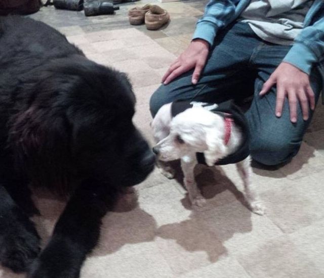 Цього песика не впізнати! Приклад того, на що здатні любов і турбота- фото 257442