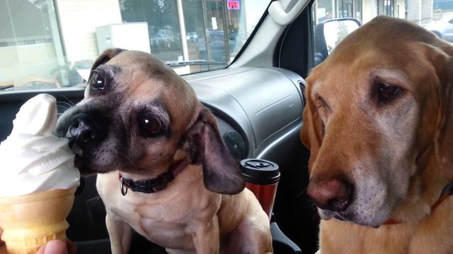 Цей погляд: тварини і їжа, від яких важко втримати сміх - фото 259199