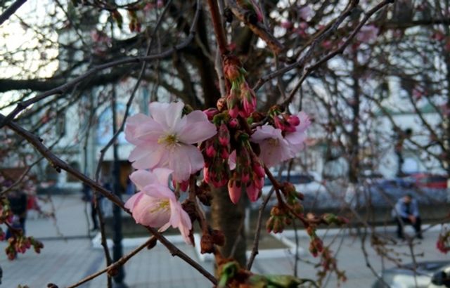 У Карпатах буйно зацвіла червона рута- фото 254778