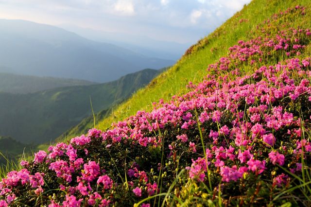 У Карпатах буйно зацвіла червона рута- фото 254780