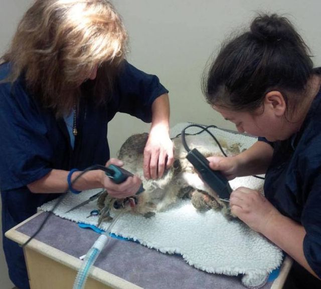 Цього песика не впізнати! Приклад того, на що здатні любов і турбота- фото 257447