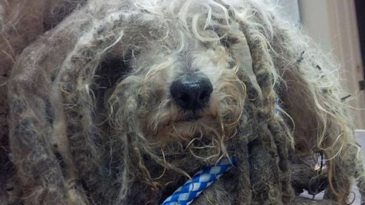 Цього песика не впізнати! Приклад того, на що здатні любов і турбота