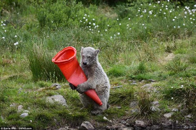 Допитливе ведмежа стало 'жертвою' конуса: кумедні фото - фото 256056