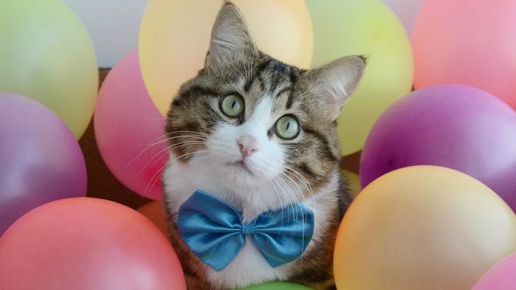 Кіт з людськими емоціями підкорює мережу