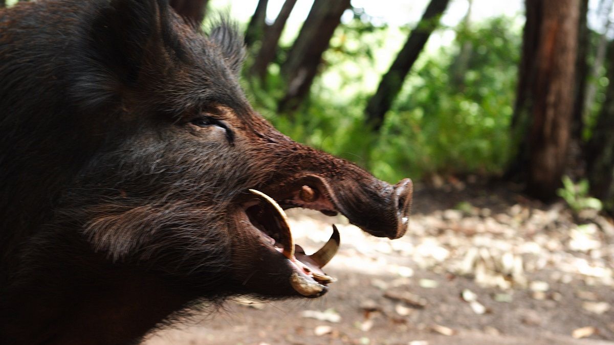 Данія відгородиться від Німеччини парканом: і ось чому