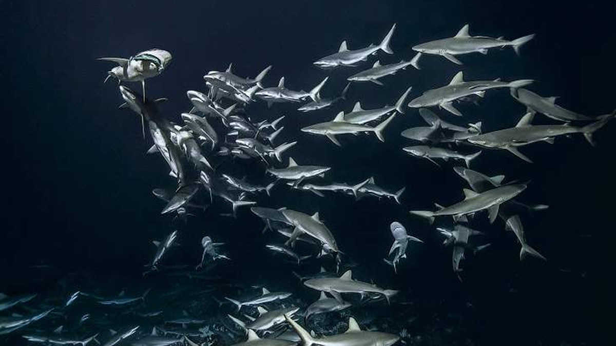 Фотограф ризикував власним життям, щоб показати, як полюють акули - фото 1