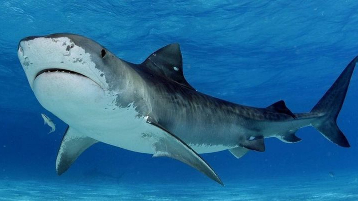 В Іспанії величезна акула вигнала відпочиваючих з води - фото 1