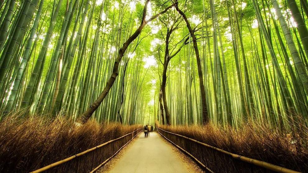 Деякі види бамбука (всього їх 1 200) цвітуть дуже рідко - фото 1