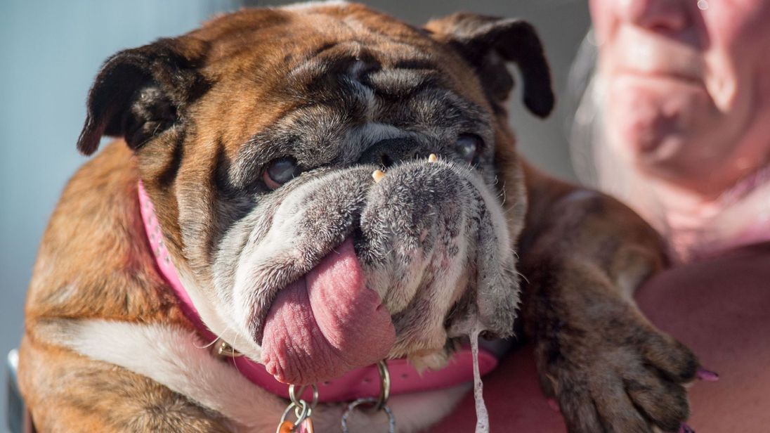 Найпотворніший собака-2018: в США показали переможця