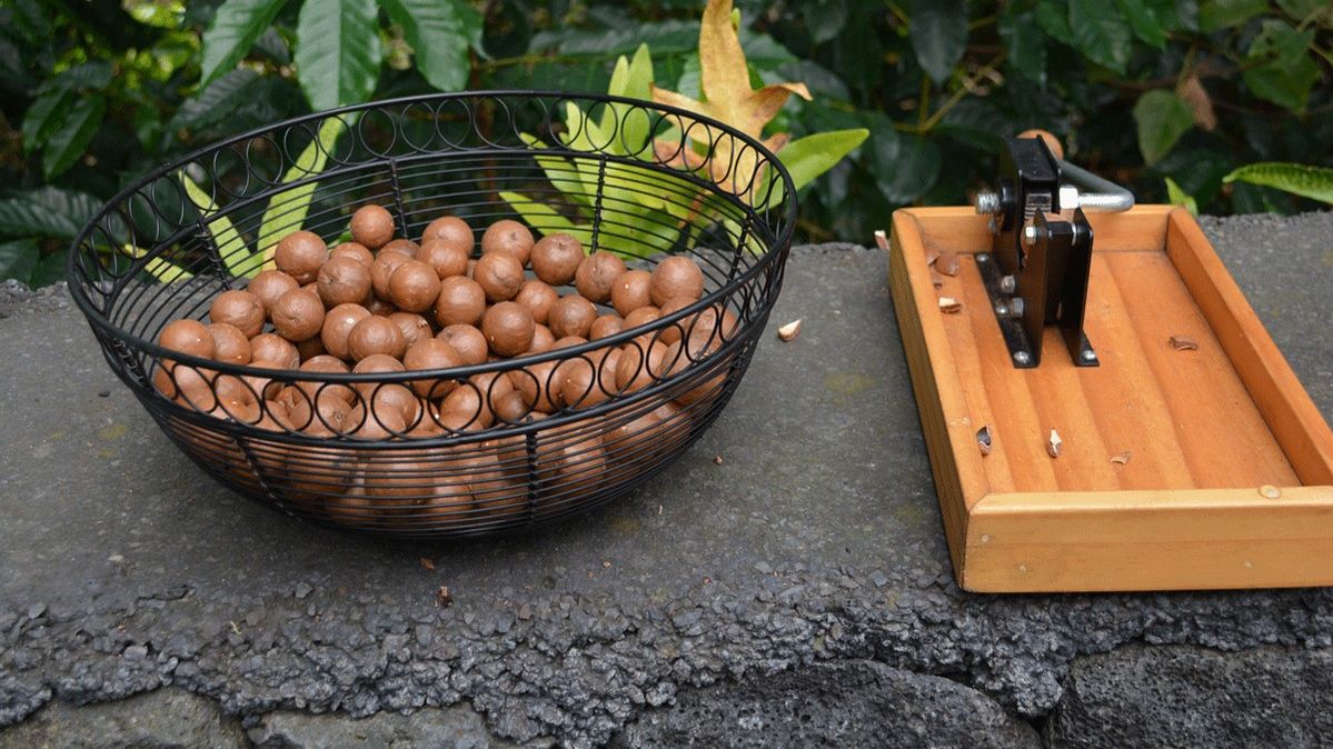 Корисні властивості горіхів: для стрункої фігури