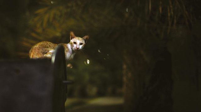 Ось чому тварини віддають перевагу ночі - фото 255781