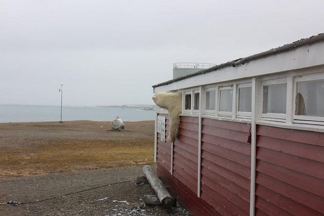 У Норвегії полярний ведмідь заліз у вікно готелю і застряг - фото 254593