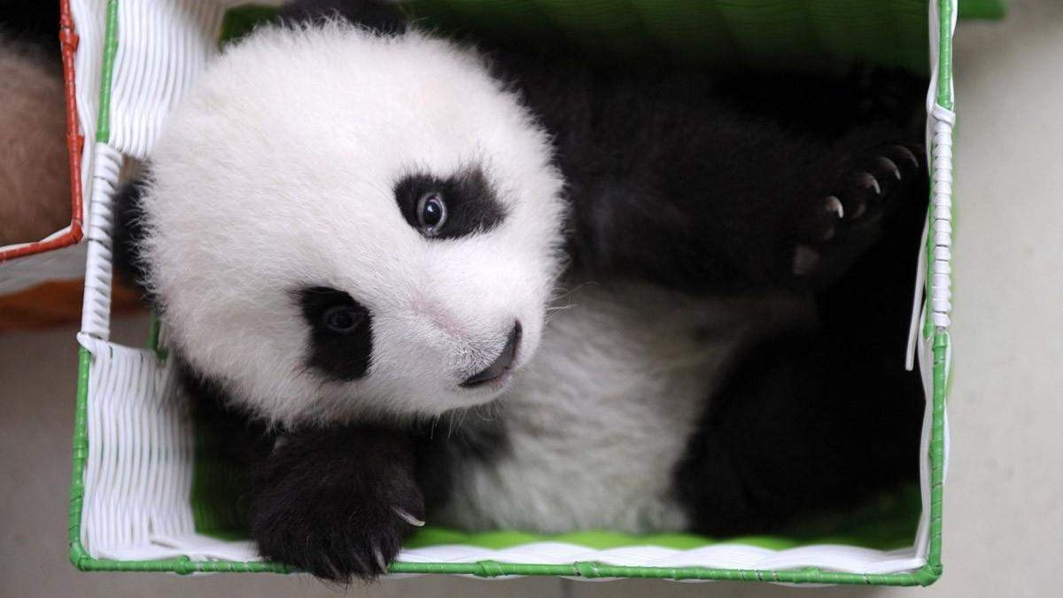 Як доглядають за пандами в Китаї: дивовижні кадри