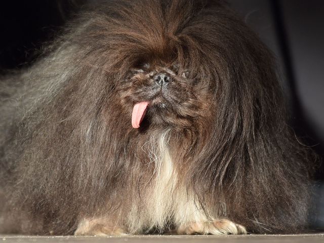 Пікінес - фото 257981