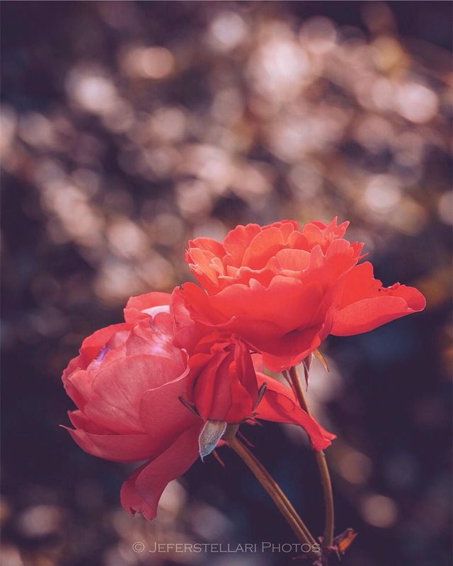 Чарівна природа з незвичайних ракурсів: атмосферні фото - фото 257125