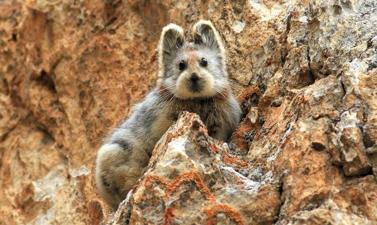 У Китаї вперше потрапив на відео "чарівний кролик"