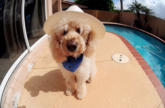 Ці собаки вміють відпочивати влітку: яскраві фото - фото 256685