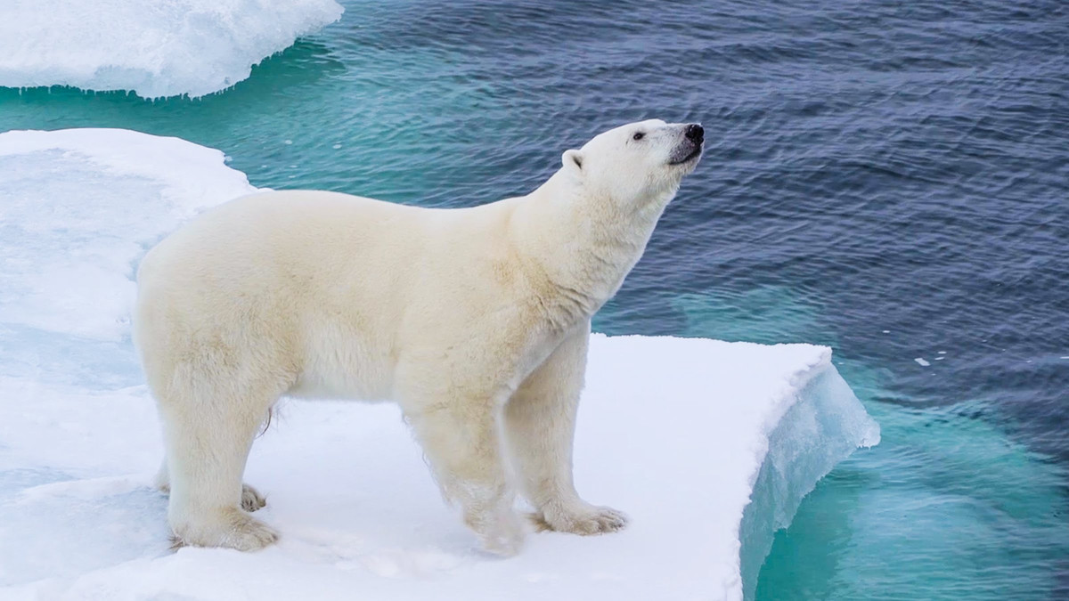У Норвегії полярний ведмідь заліз у вікно готелю і застряг - фото 1