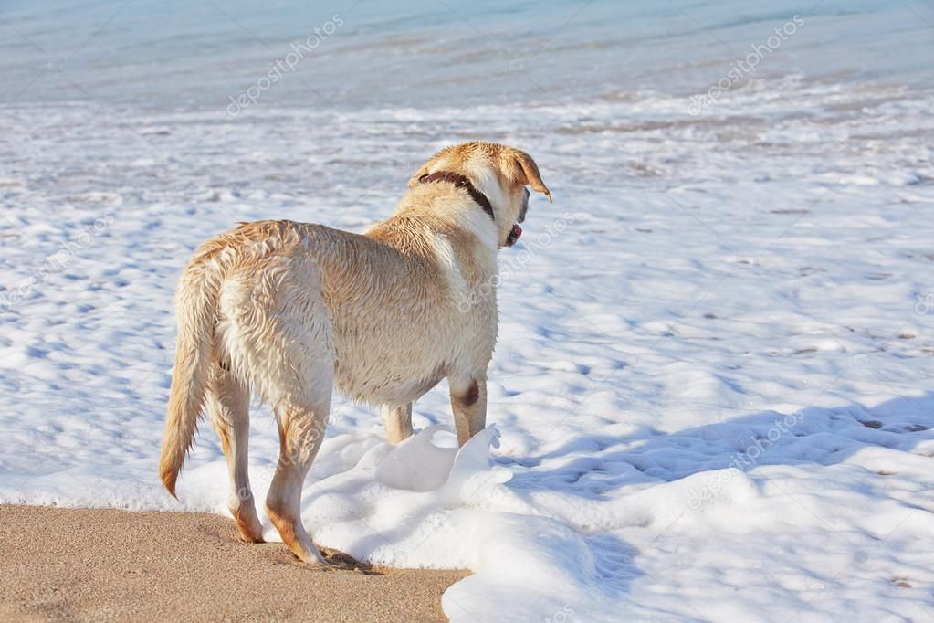 У мережу потрапив кумедний інцидент з собакою на пляжі - фото 1