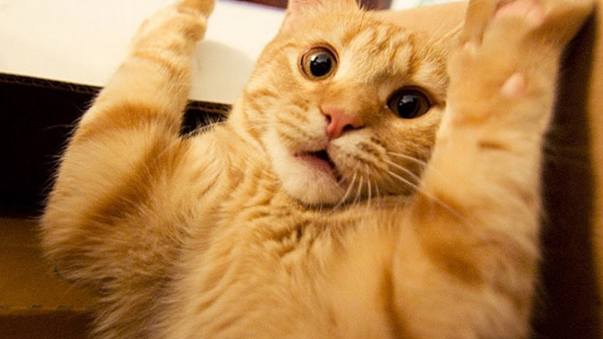Коти у шоці: кумедні фото, від яких важко втримати сміх - фото 1