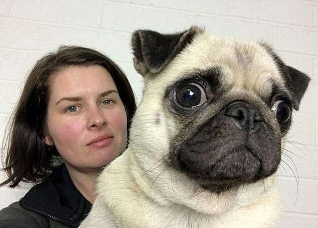 Новонароджені мопси стали героями зворушливої фотосесії- фото 258717