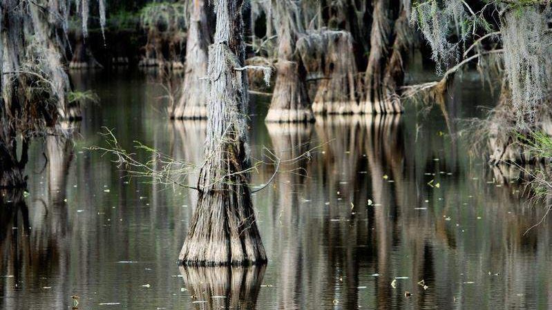 Казкові кипарисові ліси у фантастичних знімках