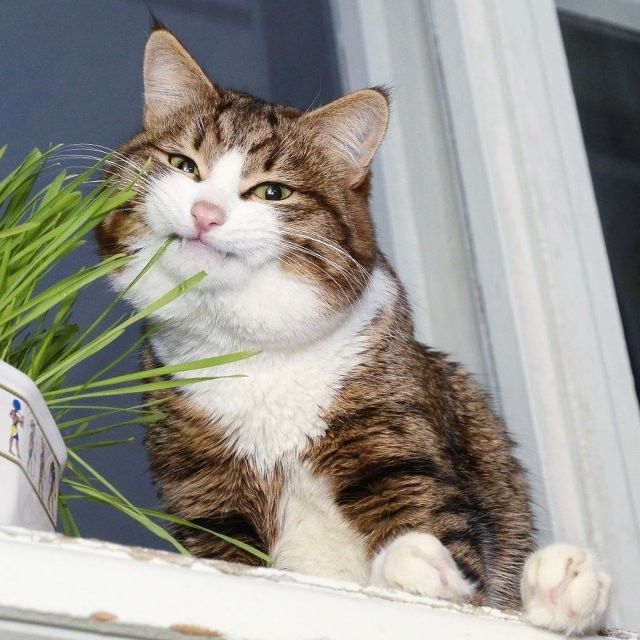 Кіт з людськими емоціями підкорює мережу- фото 257256