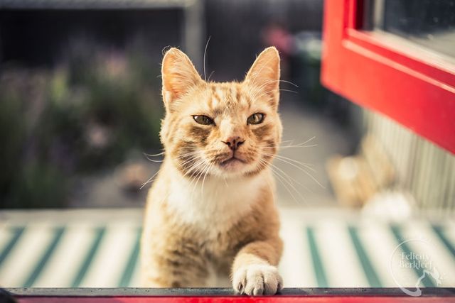 Коти в об'єктиві талановитого фотографа - фото 266475