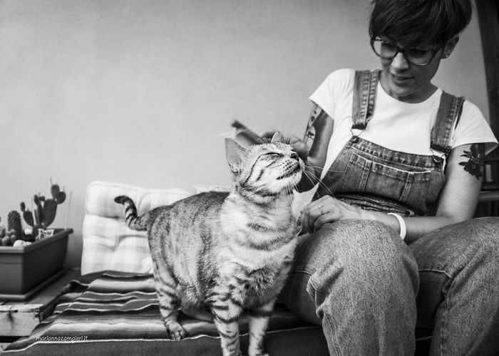 Задоволені коти у чарівному фотопроекті