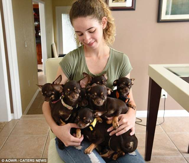 Найменшу у світі собаку клонували 49 разів - фото 263397