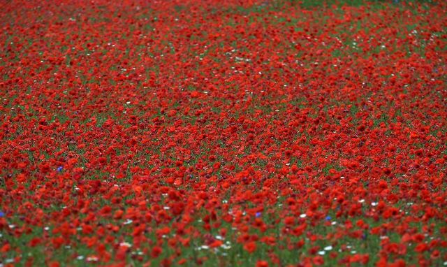 Квітучі поля Італії в яскравих пейзажах- фото 263143