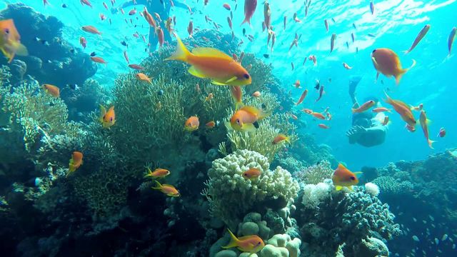 Рас-Мохаммед – одне з наймальовничіших місць в усьому Єгипті- фото 265227