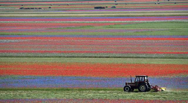 Квітучі поля Італії в яскравих пейзажах- фото 263152