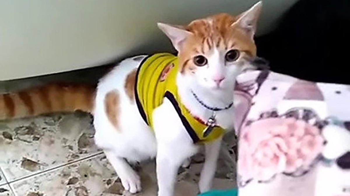 Відео з котом-вболівальником набрало вже майже 25 тисяч - фото 1