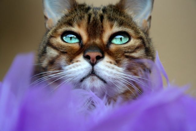 Бенгальський кіт з незвичайними очима підкорює мережу - фото 262859