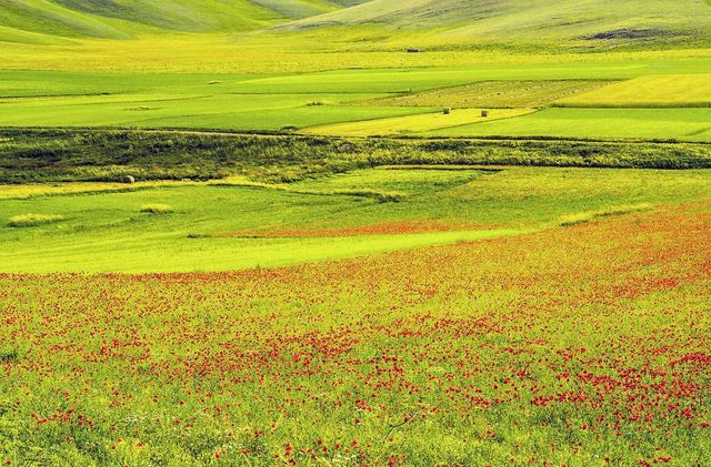 Квітучі поля Італії в яскравих пейзажах- фото 263142