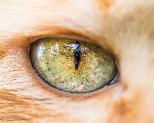Котячі очі: незвичайні кадри американського фотографа - фото 260564