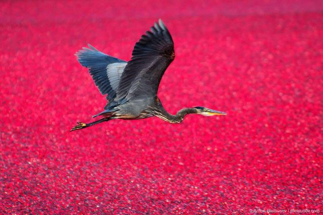 Журавлинні поля Канади в яскравих знімках- фото 261124