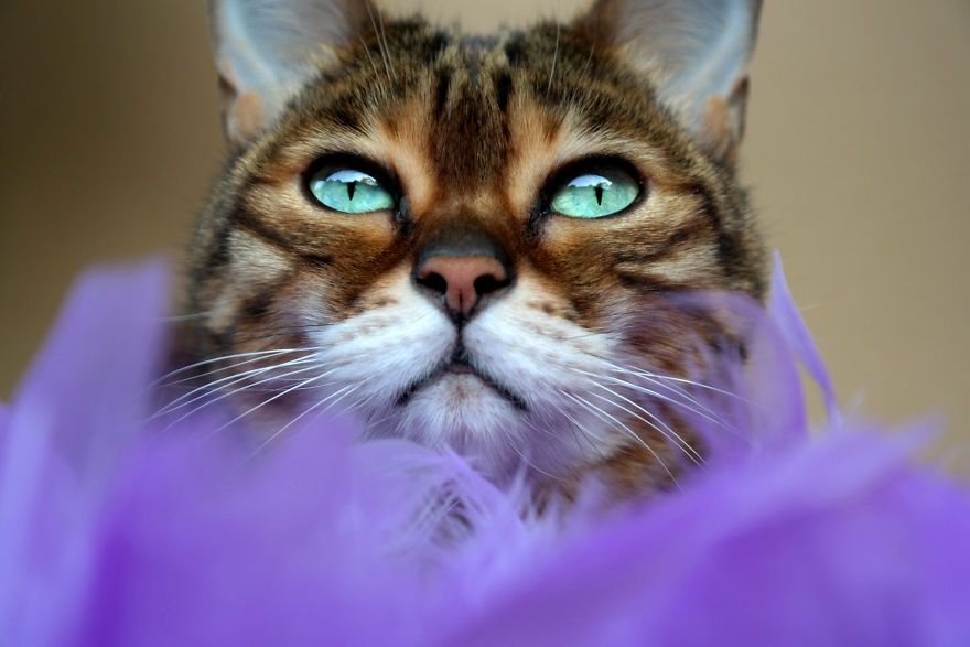 Бенгальський кіт з незвичайними очима підкорює мережу