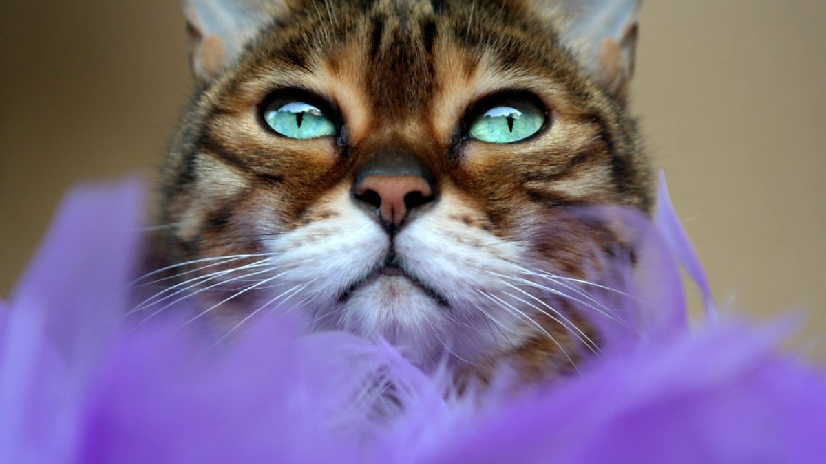 Бенгальський кіт з незвичайними очима підкорює мережу - фото 1