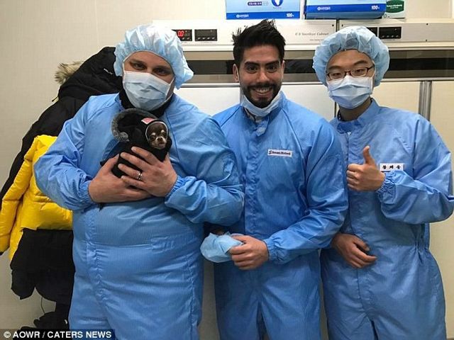 Найменшу у світі собаку клонували 49 разів - фото 263394