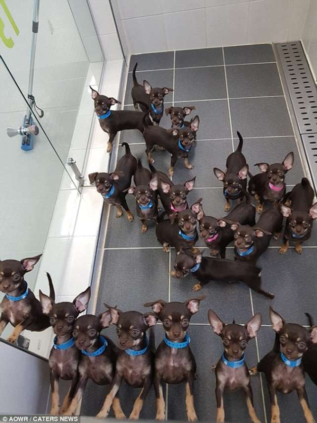 Найменшу у світі собаку клонували 49 разів - фото 263395