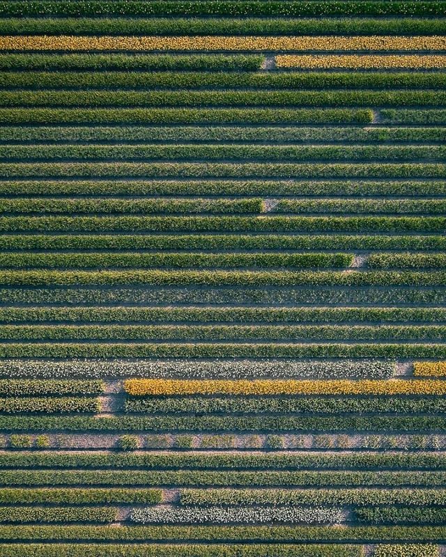 Том Хеген знімає тюльпанові поля з висоти - фото 265006