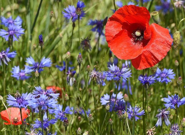 Квітучі поля Італії в яскравих пейзажах- фото 263144