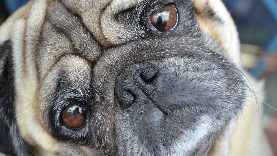 Собаки - не найбільш інтелектуально розвинені тварини - фото 1