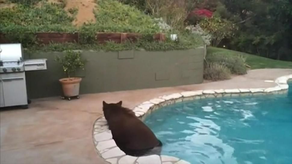 Ведмідь, який релаксує у басейні, став зіркою мережі
